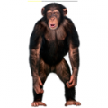 Real Talking Monkey icon