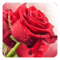 Red Rose Live Wallpaper icon