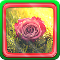 Roses icon