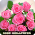 Roses flower Wallpapers icon