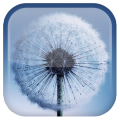 S3 Wallpapers icon