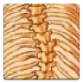 Scoliometer icon