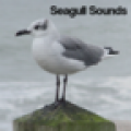 Seagull Sounds icon