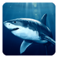 Shark Live Wallpaper 7.5