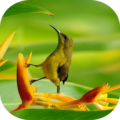 Sonneries Nature Pure icon