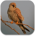Spanish Birds Sounds icon