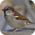Sparrow Sounds icon