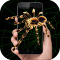 Spider In Phone icon