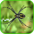 Spider Wallpaper icon