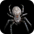 Spider Wallpapers icon