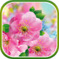 Spring Flowers Live Wallpaper icon