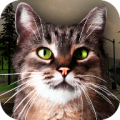 Street Cat Simulator icon