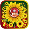 Sunflower Photo Frames icon