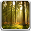 Sunny Forest Live Wallpaper 22.0