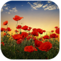 Sunset over a field of poppies icon