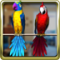 Talking Parrot Couple Free 1.6.8