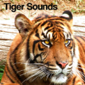 Tiger Sounds 2.0