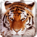 Tigers Live Wallpaper 7.1