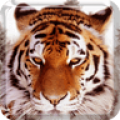 Tigers Live Wallpaper icon