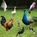 Bird Sounds icon