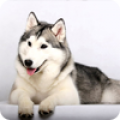Wallpaperg13 icon