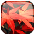 Autumn icon