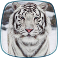 White Tiger Live Wallpaper icon