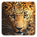 Wild animals Live Wallpaper 7.6