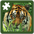 Wild Animals Puzzle 7.5