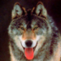 Wolf Puzzle icon