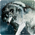 Wolf wallpapers icon