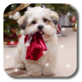 Xmas Puppy 1.0