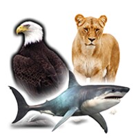 حيوان طير سمكة icon