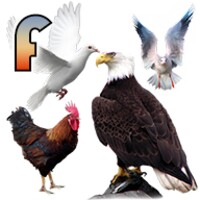 تعليم أسماء الطيور باللغة الفرنسية icon