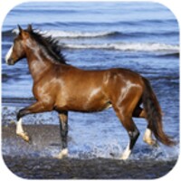 Amazing horses 3.0