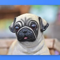 Amazing Pugs Wallpapers icon