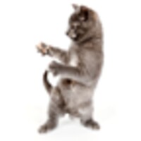 Dancing Cat icon