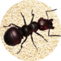 Ant Crusher Live Wallpaper icon