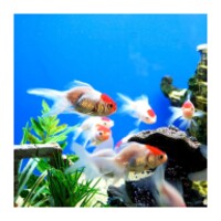 Aquarium HD 1.4.1-GOOGLE-PLAY