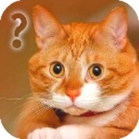 Ask cat icon