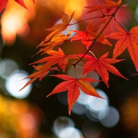 Autumn Leaf Fall Wallpaper icon