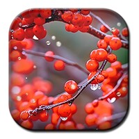 Autumn Rain Live Wallpaper icon