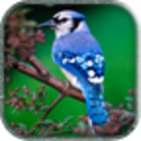Birds SMS Ringtone icon