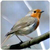 Birds Sounds icon