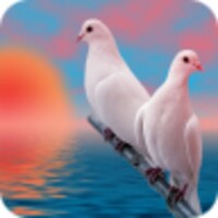 Birds Wallpapers HD icon