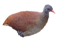 BOA VISTA CHAMAS icon