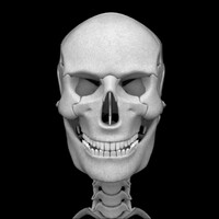 Bones Human 3D (anatomy) icon