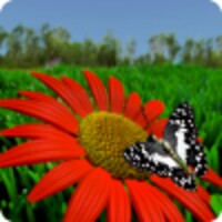 Butterfly X icon