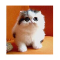 Cat Wallpapers Cute icon