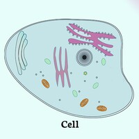 Cell Biology